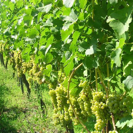 Gaestehof - Weinbau Saeger Nordheim am Main Zewnętrze zdjęcie