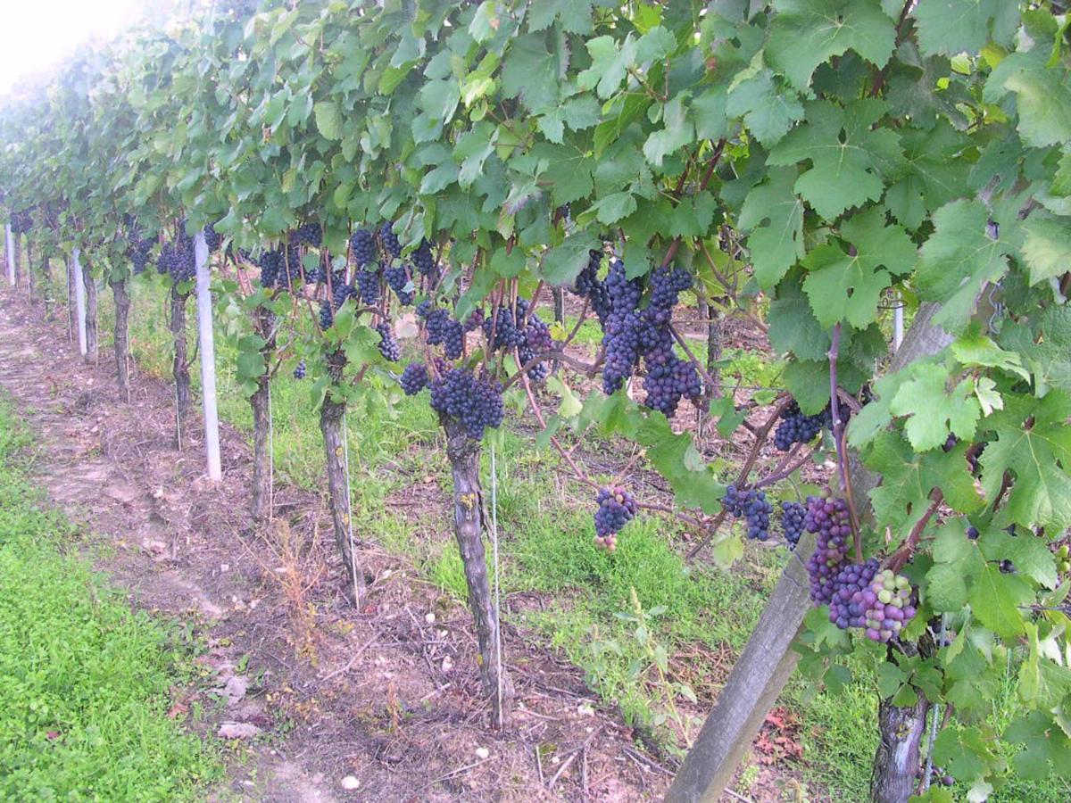 Gaestehof - Weinbau Saeger Nordheim am Main Zewnętrze zdjęcie